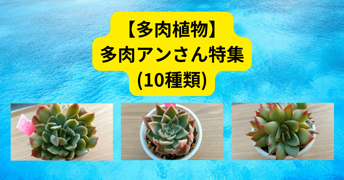 多肉植物】多肉アンさん特集～我が家のエケベリア10種類をご紹介