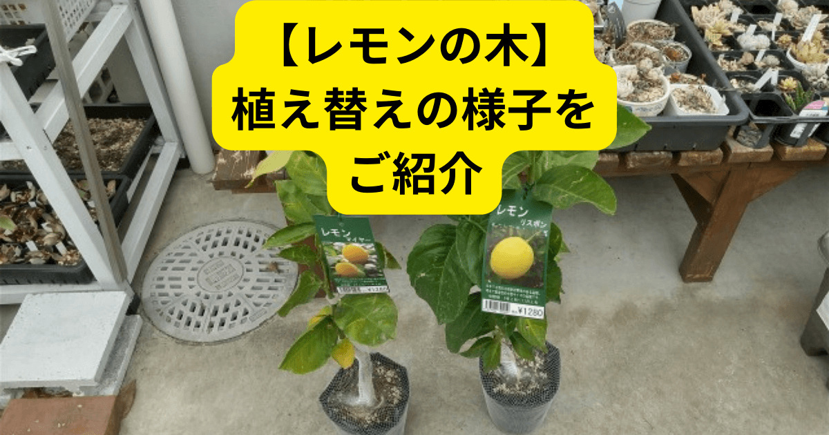 最高 花ごころ ＧＥＴ果樹 柑橘の土 １２Ｌ 園芸用品 家庭菜園